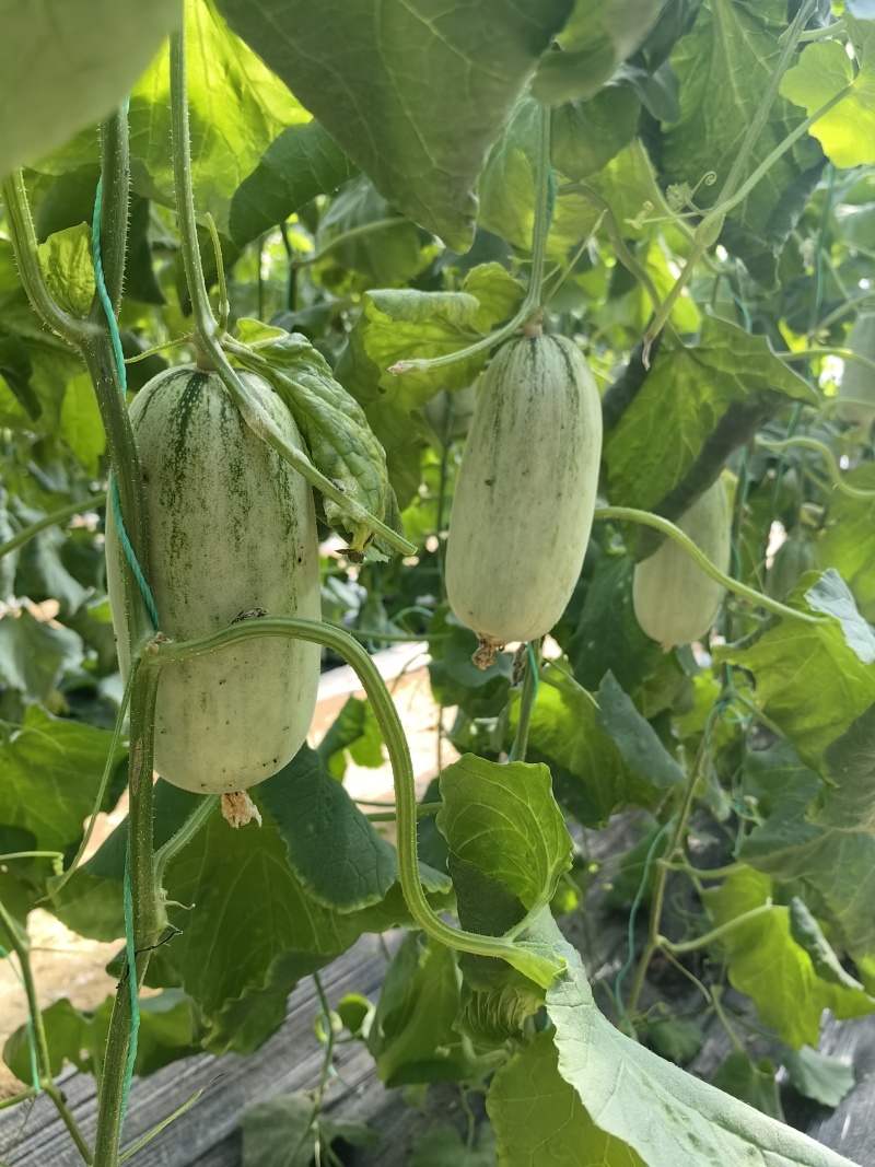一件代发羊角蜜61博洋72蜜源18博洋9品种齐全产地代办