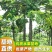 海南红心木瓜全国批发13907570自家580果园