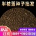半枝莲新种子正宗方茎新采中草药材籽半枝莲种籽并头草韩信草