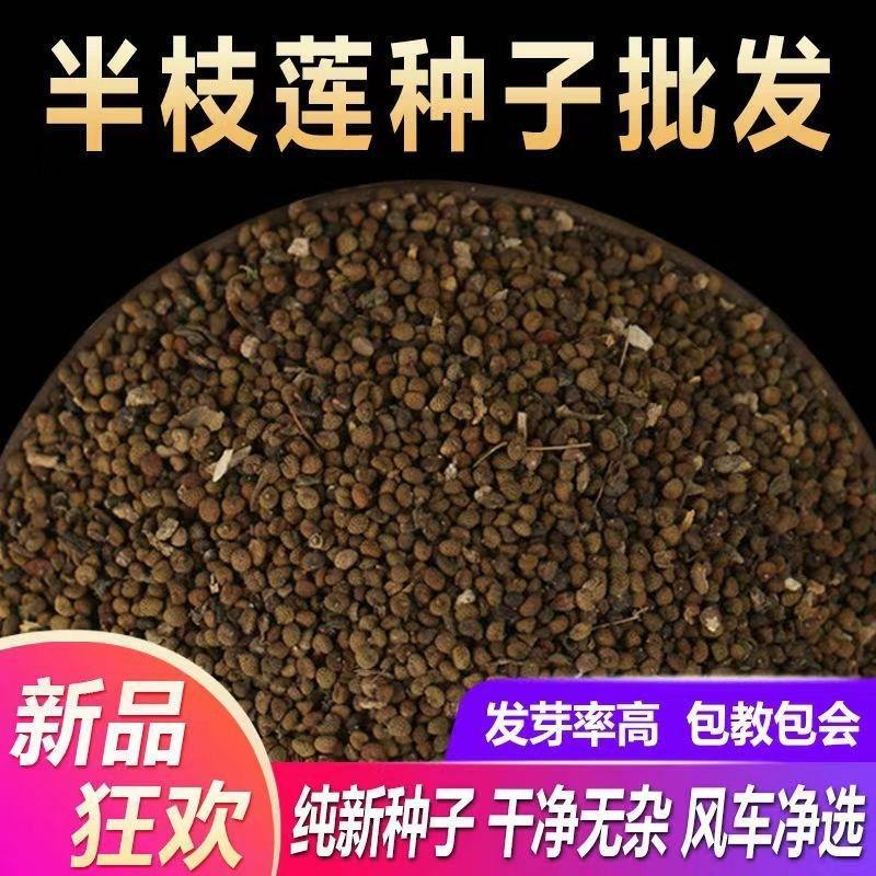 半枝莲新种子正宗方茎新采中草药材籽半枝莲种籽并头草韩信草