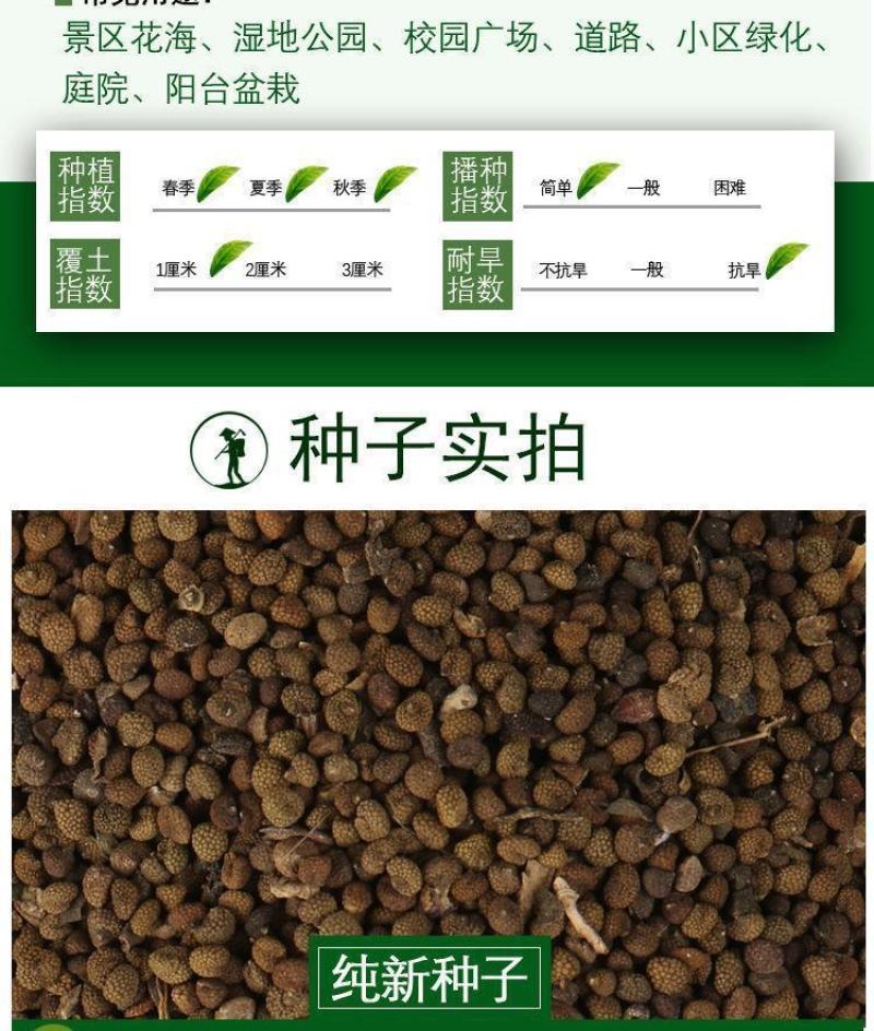 半枝莲新种子正宗方茎新采中草药材籽半枝莲种籽并头草韩信草