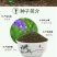 半枝莲新种子正宗方茎新采中草药材籽半枝莲种籽并头草韩信草