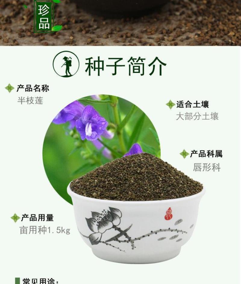 半枝莲新种子正宗方茎新采中草药材籽半枝莲种籽并头草韩信草