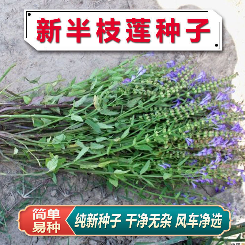 半枝莲新种子正宗方茎新采中草药材籽半枝莲种籽并头草韩信草