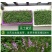 半枝莲新种子正宗方茎新采中草药材籽半枝莲种籽并头草韩信草