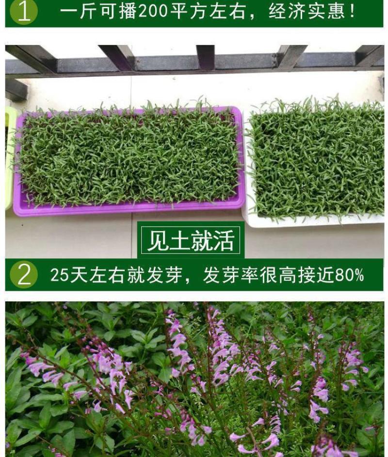 半枝莲新种子正宗方茎新采中草药材籽半枝莲种籽并头草韩信草