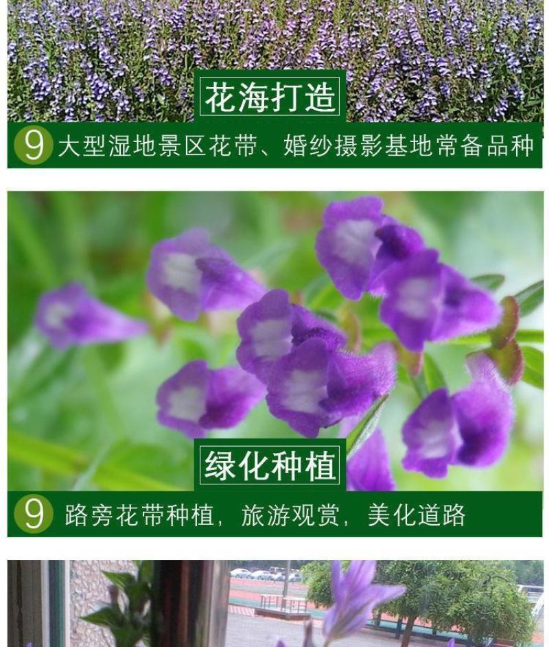半枝莲新种子正宗方茎新采中草药材籽半枝莲种籽并头草韩信草