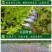 半枝莲新种子正宗方茎新采中草药材籽半枝莲种籽并头草韩信草