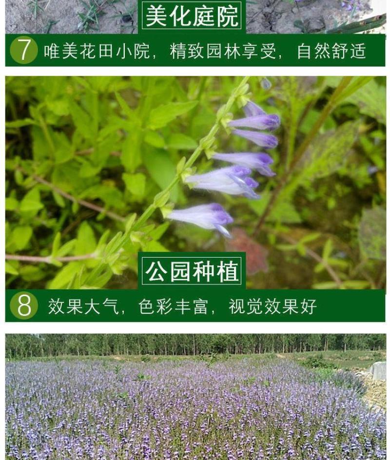 半枝莲新种子正宗方茎新采中草药材籽半枝莲种籽并头草韩信草