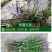 半枝莲新种子正宗方茎新采中草药材籽半枝莲种籽并头草韩信草