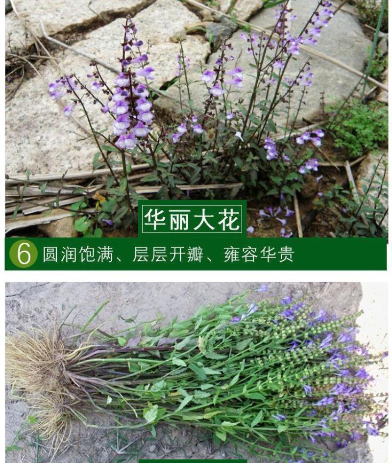 半枝莲新种子正宗方茎新采中草药材籽半枝莲种籽并头草韩信草