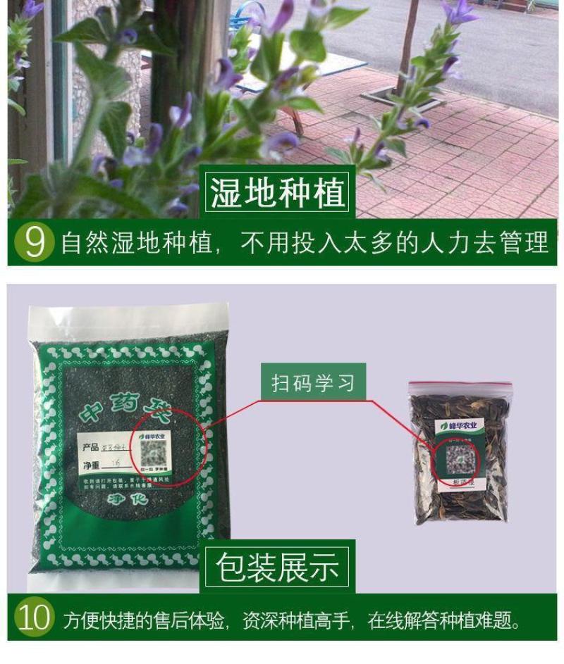 半枝莲新种子正宗方茎新采中草药材籽半枝莲种籽并头草韩信草