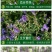 半枝莲新种子正宗方茎新采中草药材籽半枝莲种籽并头草韩信草