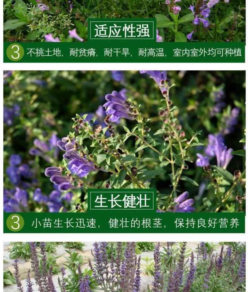 半枝莲新种子正宗方茎新采中草药材籽半枝莲种籽并头草韩信草