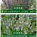半枝莲新种子正宗方茎新采中草药材籽半枝莲种籽并头草韩信草