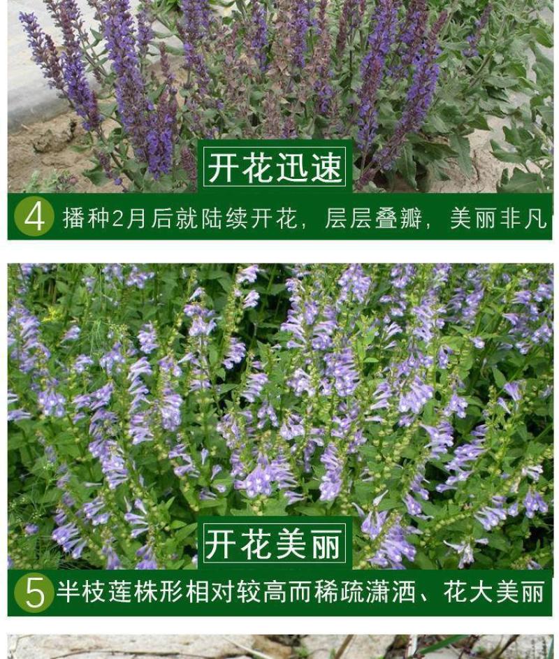 半枝莲新种子正宗方茎新采中草药材籽半枝莲种籽并头草韩信草