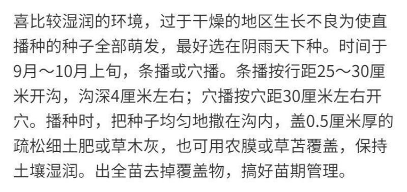半枝莲新种子正宗方茎新采中草药材籽半枝莲种籽并头草韩信草