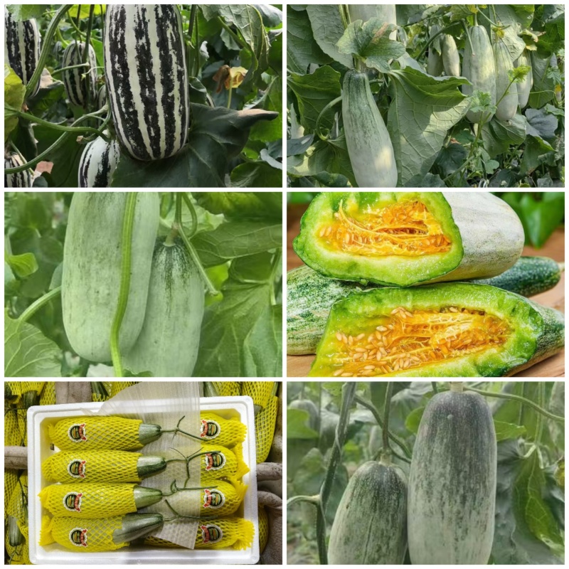 头茬羊角蜜61博洋72蜜源18博洋9品种齐全产地代办代发