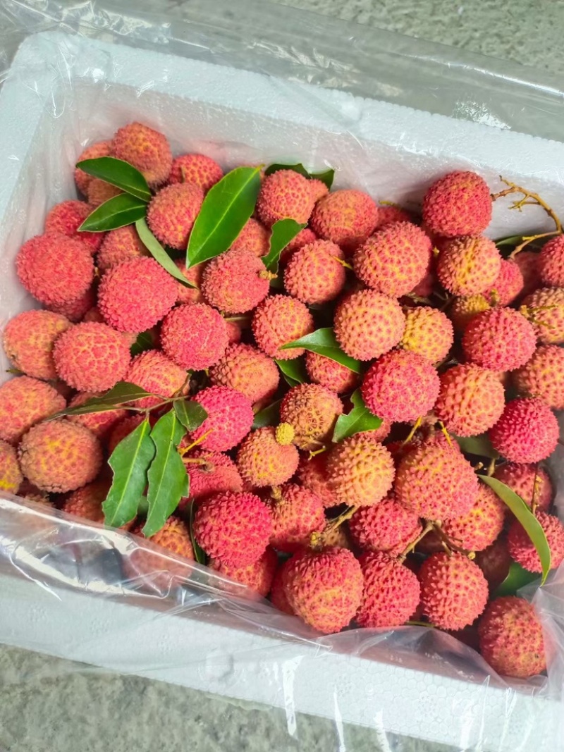 桂味荔枝