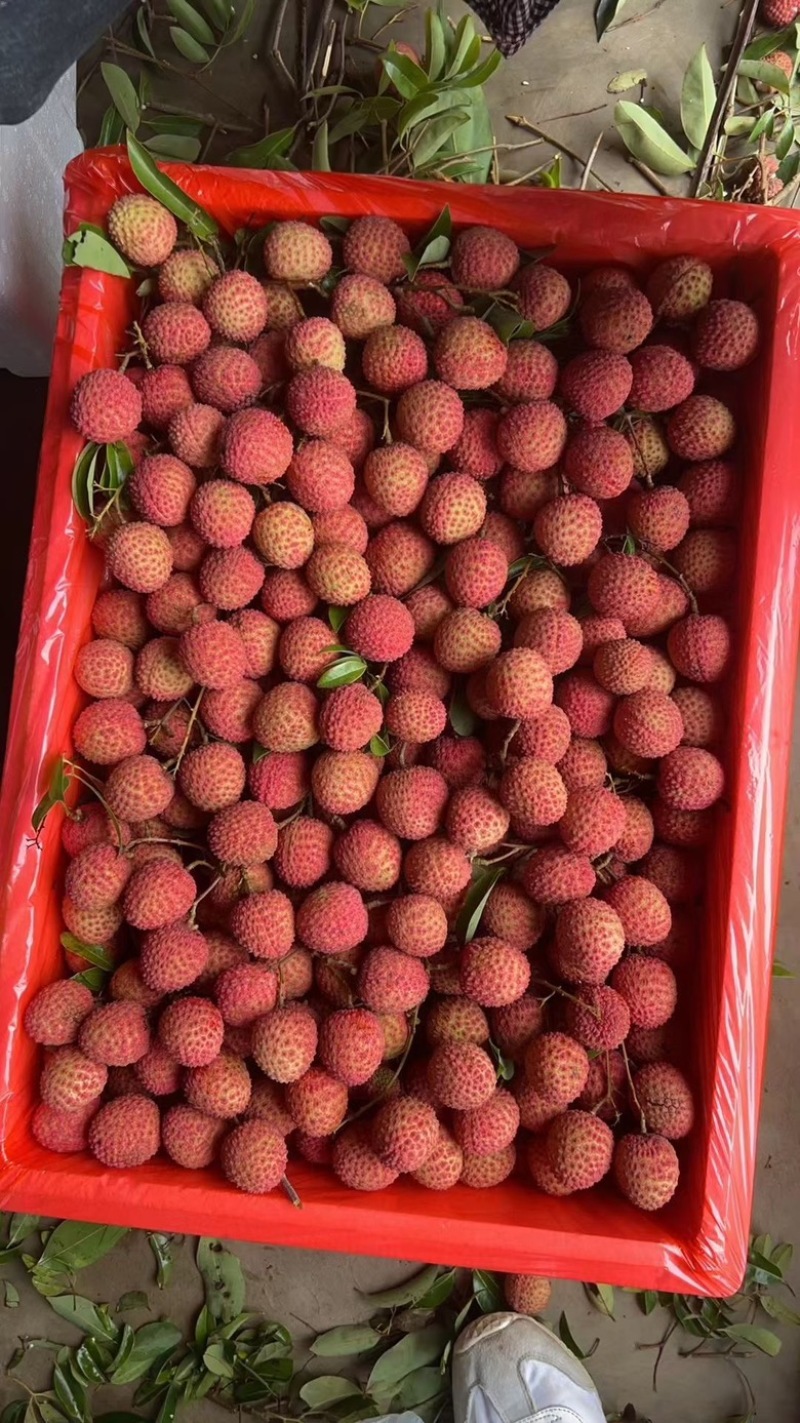 桂味荔枝