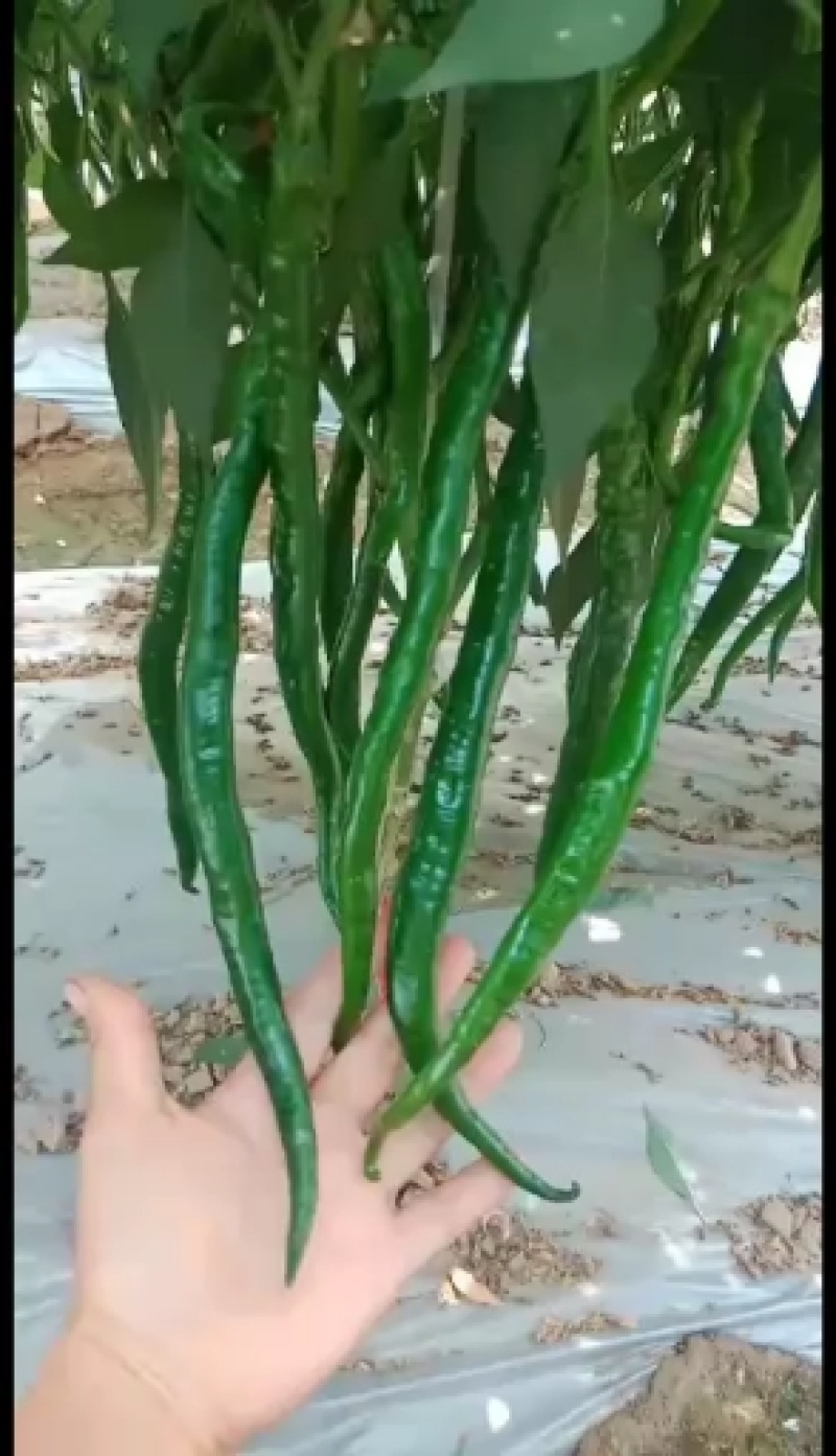 精品线椒苗