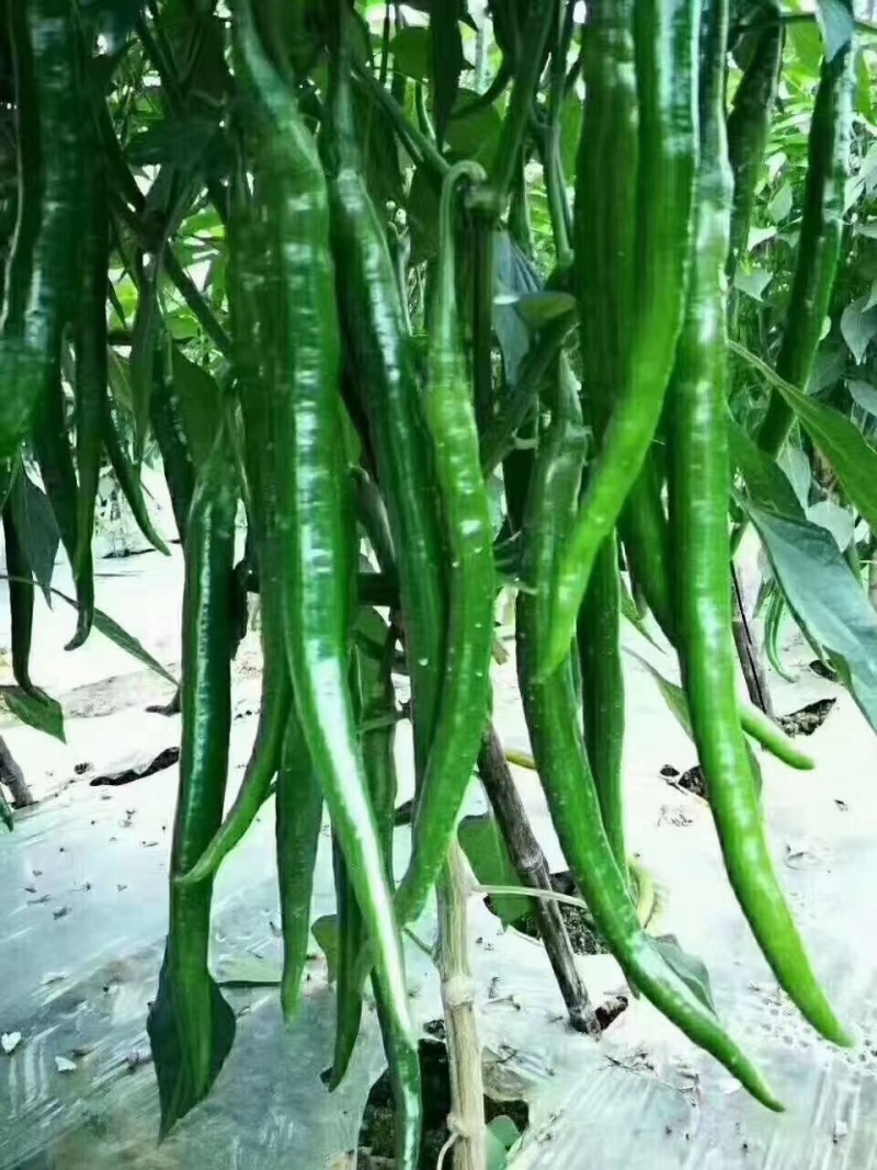 精品线椒苗