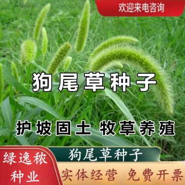狗尾草种子矿山复绿狼尾草种籽子四季播种护坡耐旱耐寒耐高温