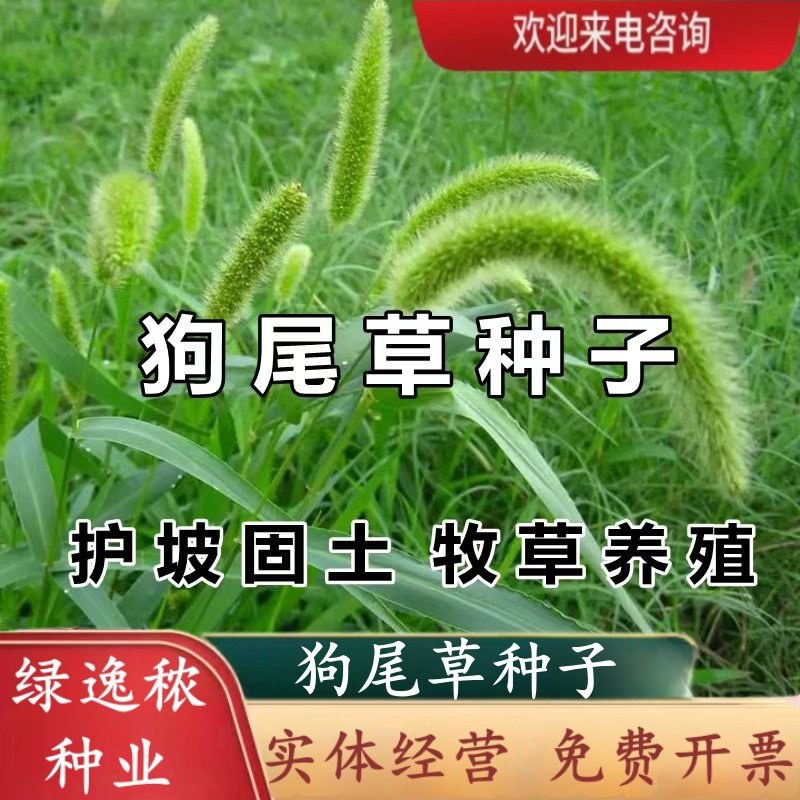 狗尾草种子矿山复绿狼尾草种籽子四季播种护坡耐旱耐寒耐高温