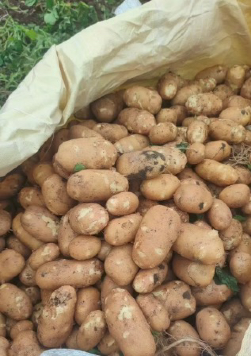 麦肯土豆（河北土豆）品质保证，对接全国电商市场批发商