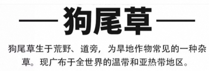 狗尾草种子矿山复绿狼尾草种籽子四季播种护坡耐旱耐寒耐高温
