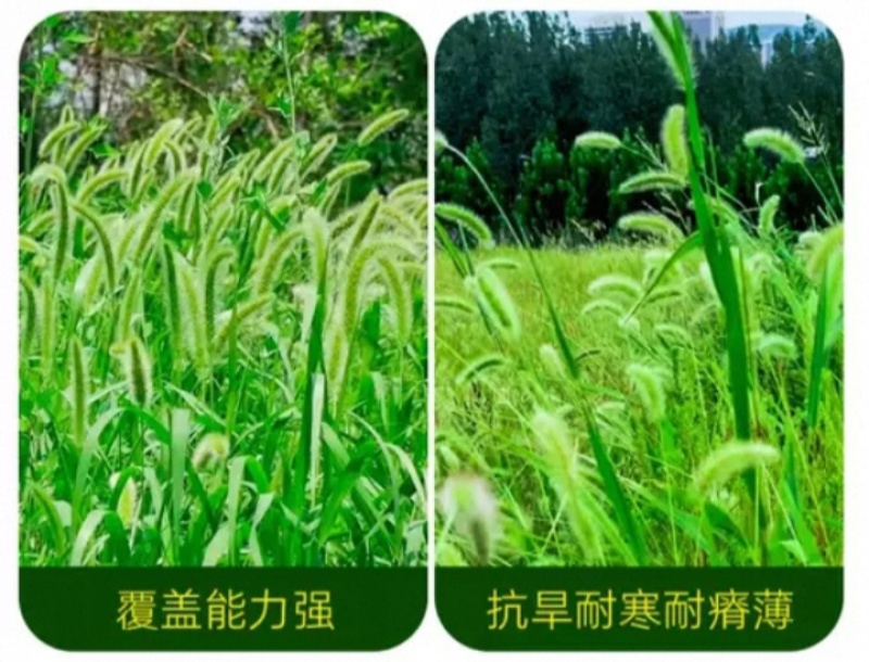 狗尾草种子矿山复绿狼尾草种籽子四季播种护坡耐旱耐寒耐高温