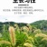 狗尾草种子矿山复绿狼尾草种籽子四季播种护坡耐旱耐寒耐高温