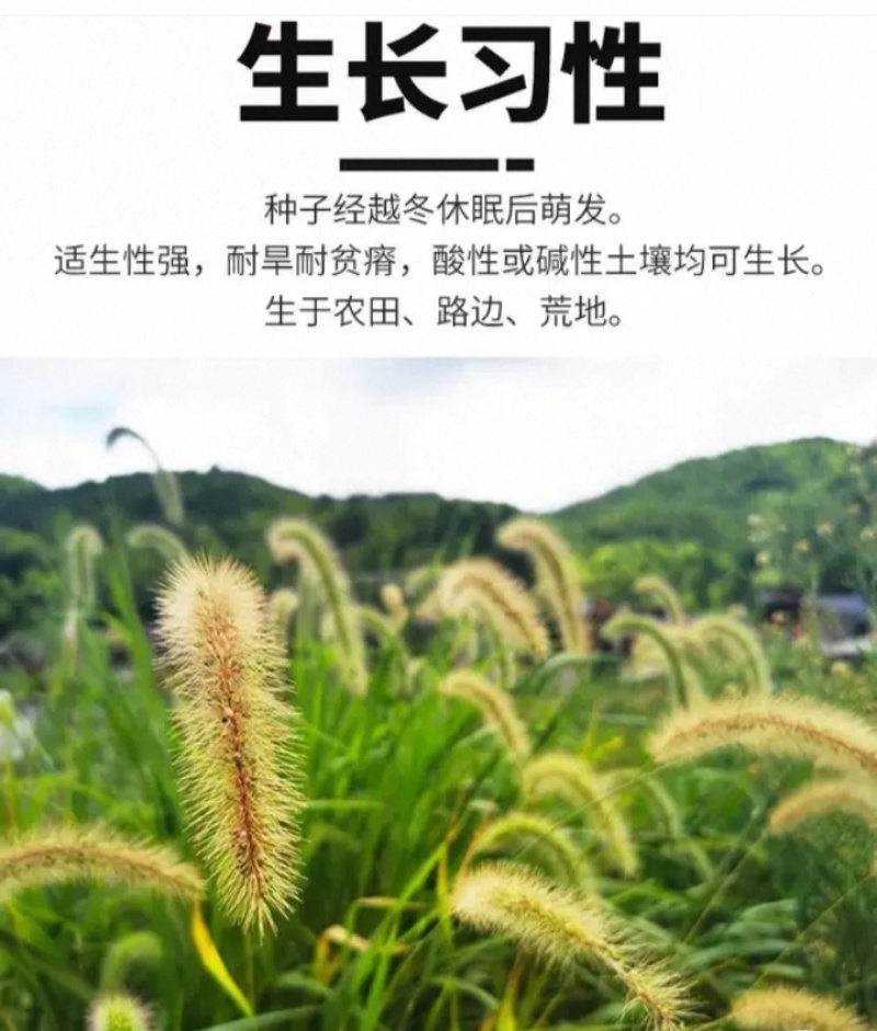 狗尾草种子矿山复绿狼尾草种籽子四季播种护坡耐旱耐寒耐高温
