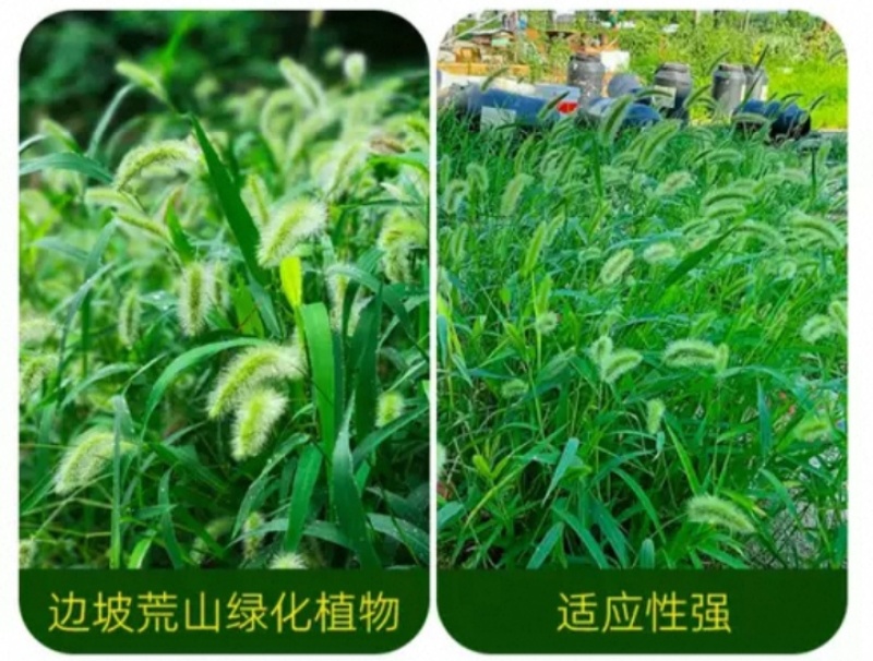 狗尾草种子矿山复绿狼尾草种籽子四季播种护坡耐旱耐寒耐高温