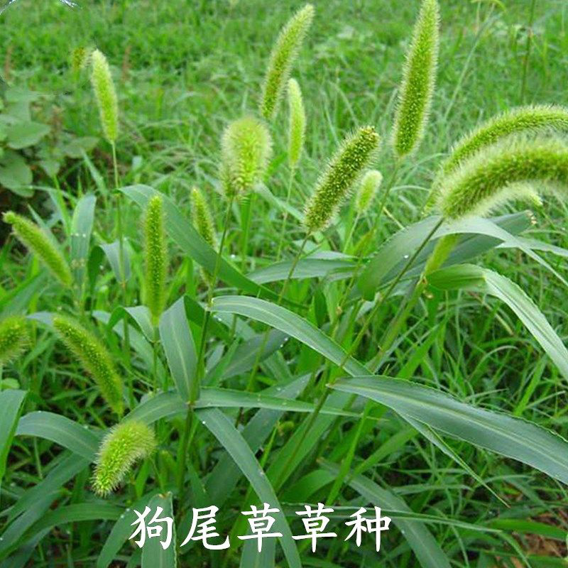 狗尾草种子矿山复绿狼尾草种籽子四季播种护坡耐旱耐寒耐高温