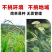 狗尾草种子矿山复绿狼尾草种籽子四季播种护坡耐旱耐寒耐高温