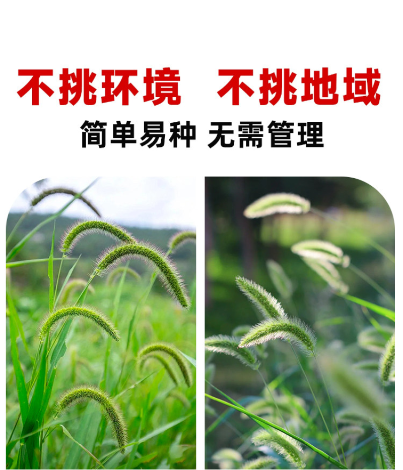 狗尾草种子矿山复绿狼尾草种籽子四季播种护坡耐旱耐寒耐高温