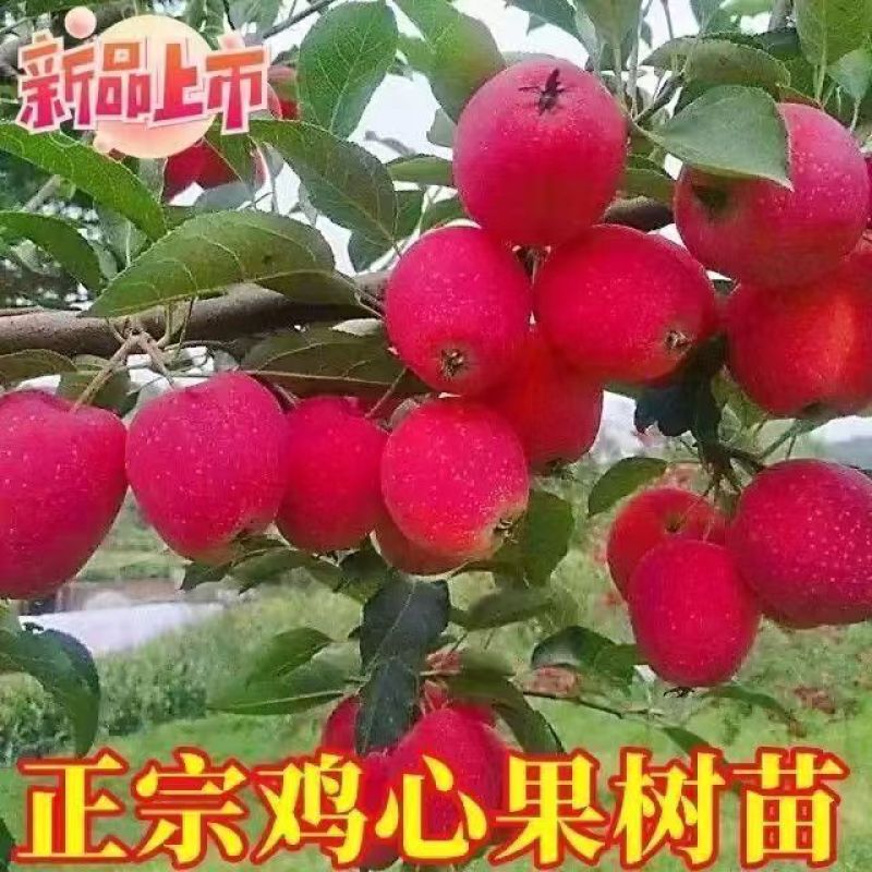 新品农大钙果苗南北方均可盆栽果树苗农大欧李苗当年结果