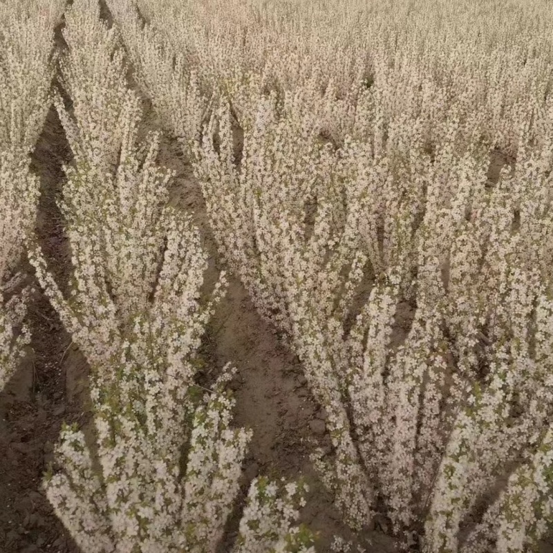 新品农大钙果苗南北方均可盆栽果树苗农大欧李苗当年结果