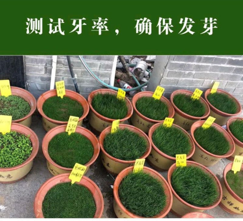 紫羊茅草种子进口草坪绿化草籽庭院护坡复绿耐寒草籽