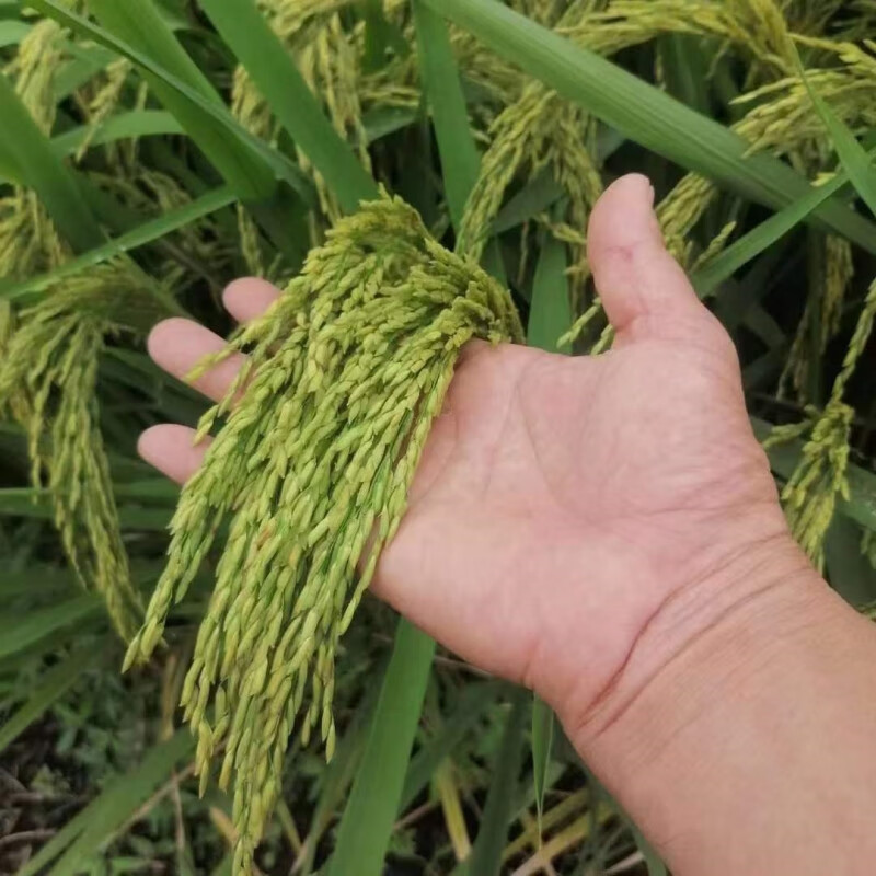南粳9108稻种高产优质水稻种子软糯清香大米种子