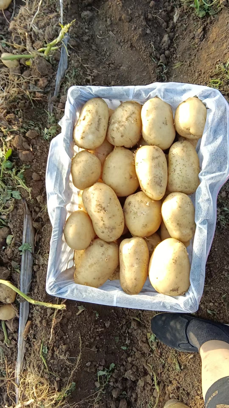 沃土5号土豆，精品土豆，大量现货，对接全国电商市场批发商