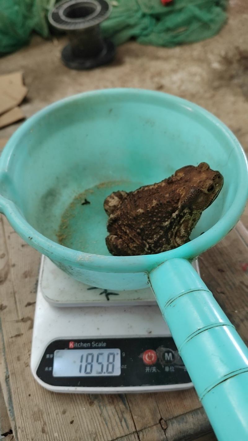 种蟾蜍，两年以上不打浆，个头大，包运输损失，点位适中