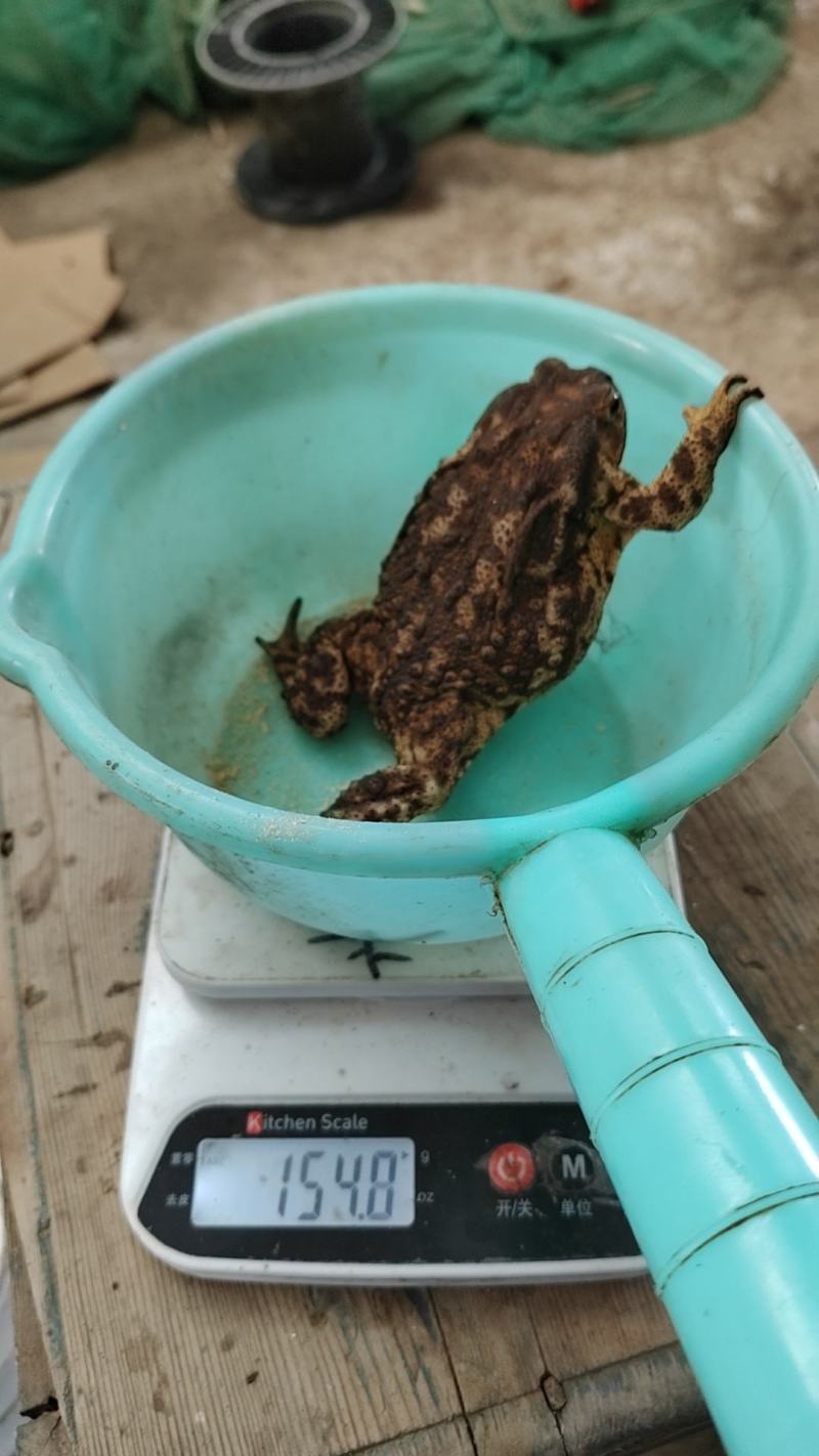 种蟾蜍，两年以上不打浆，个头大，包运输损失，点位适中