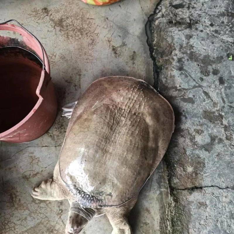 珍珠鳖大甲鱼苗