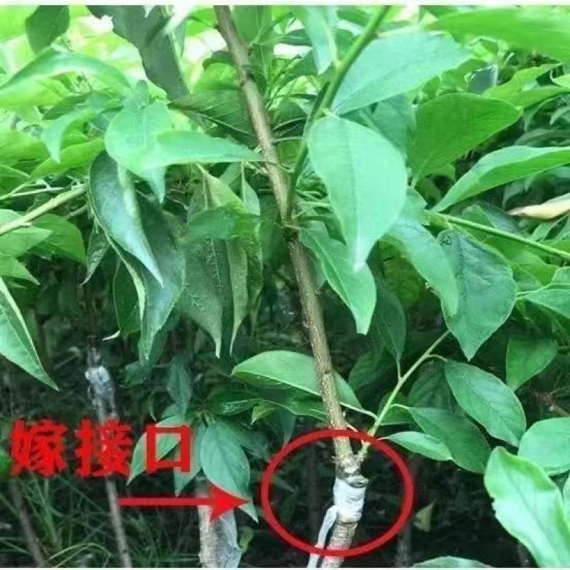 红宝石西梅嫁接纯甜西梅皇后女神李子苗南北方均可