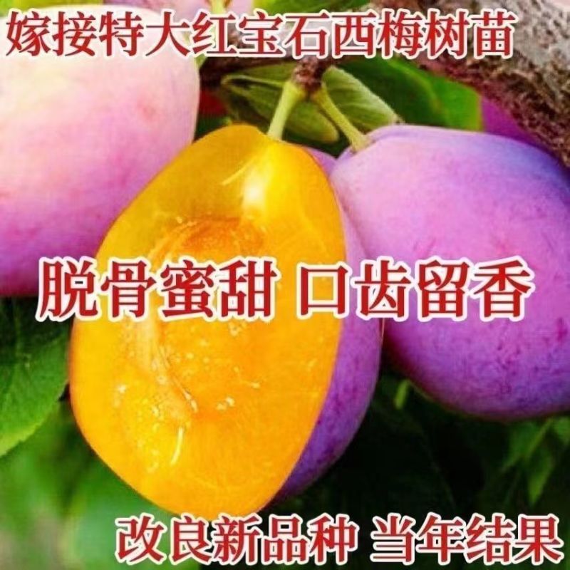 红宝石西梅嫁接纯甜西梅皇后女神李子苗南北方均可