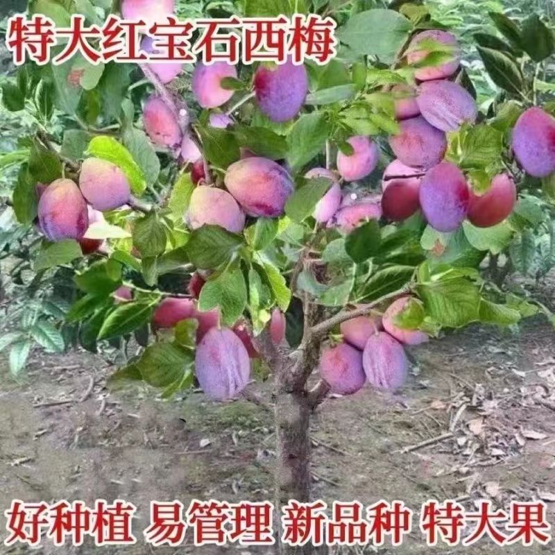 红宝石西梅嫁接纯甜西梅皇后女神李子苗南北方均可