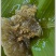 木桶蜂蜜