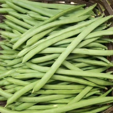 四季豆无筋豆青豆角精品四季豆产地供应一手货源